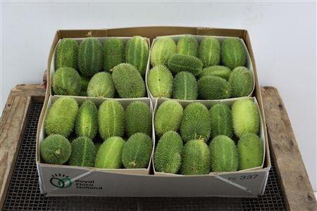 <h4>CUCUMIS HIRSUTUS</h4>