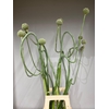 ALLIUM SPAGHETTI