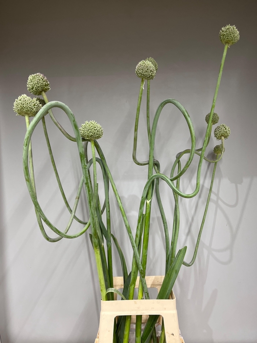 ALLIUM SPAGHETTI