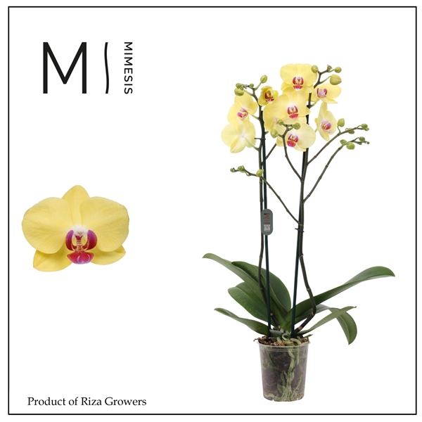 <h4>Mimesis Phal. Miraflore - 2 spike 12cm</h4>