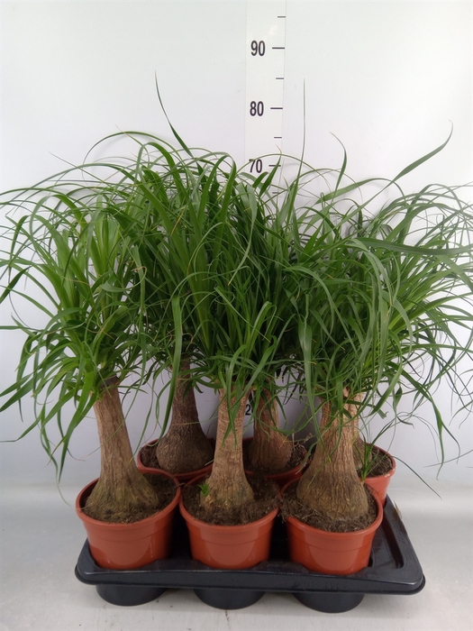 <h4>Beaucarnea recurvata</h4>