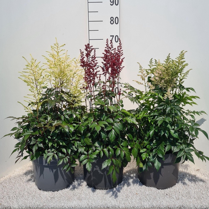 <h4>Astilbe</h4>