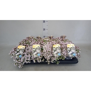 Gypsophila cerastioides
