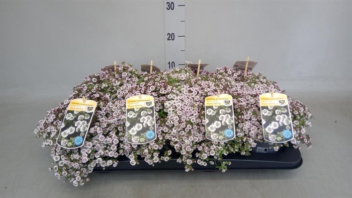 <h4>Gypsophila cerastioides</h4>
