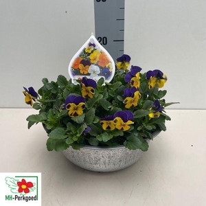 Viola corn.   ...mix