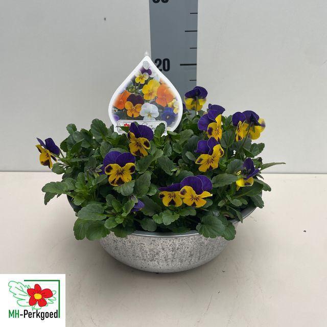 <h4>Viola corn.   ...mix</h4>