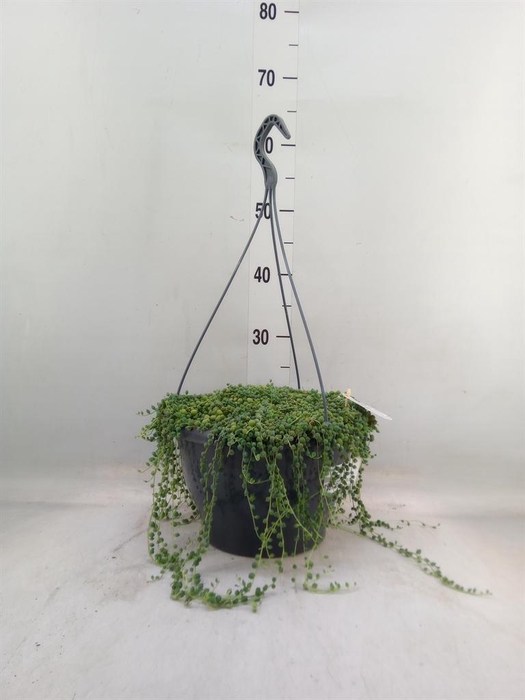 <h4>Senecio rowleyanus</h4>