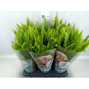 Nephrolepis exal. 'Green Lady'