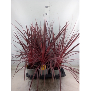 Cordyline   ...