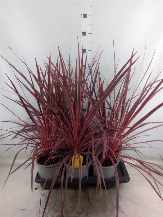 <h4>Cordyline   ...</h4>