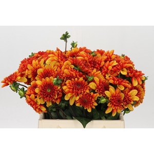 Dahlia American Sunset