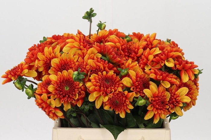<h4>Dahlia American Sunset</h4>