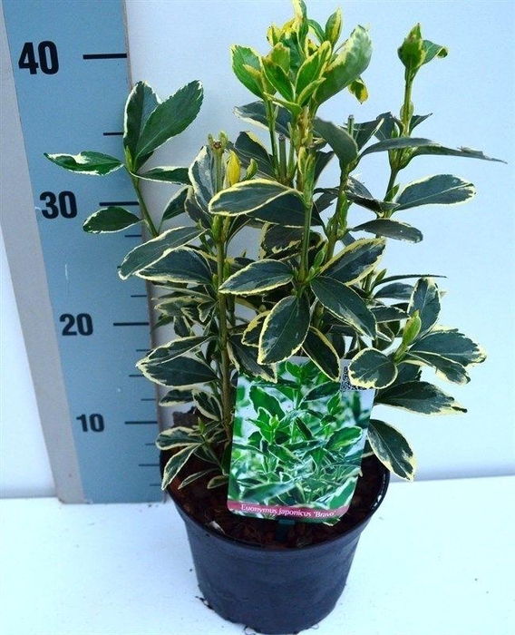 <h4>Euonymus japonicus 'Bravo'</h4>