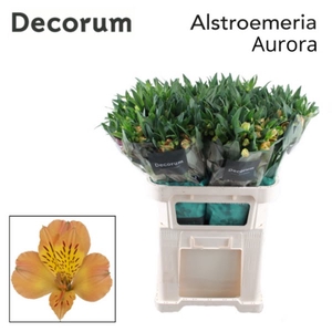 Alstr Aurora Decorum Young T2G