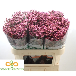 Limonium sinense Tiffany Diamond