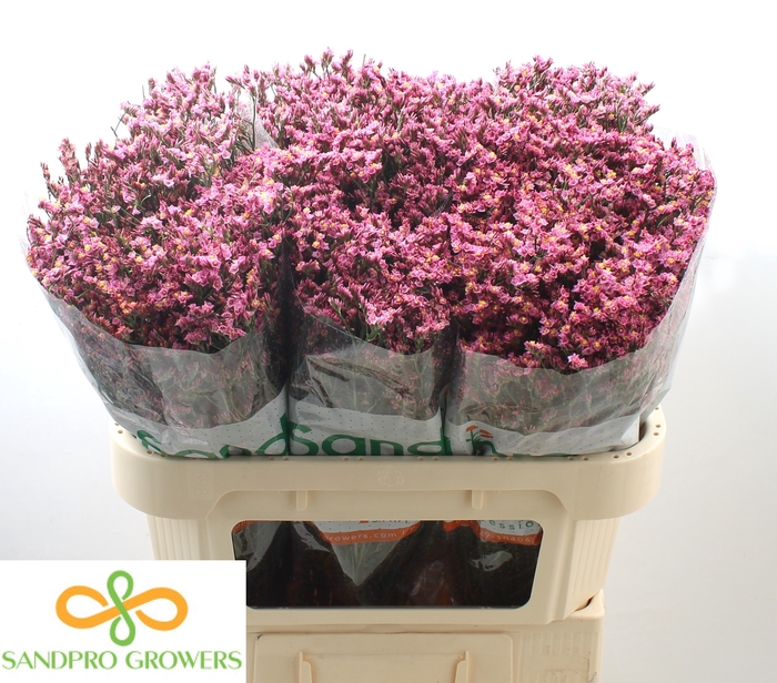 <h4>Limonium sinense Tiffany Diamond</h4>