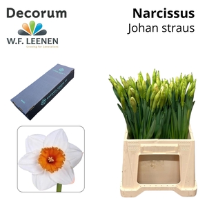 Narcissus Johan Strauss Small Box 100