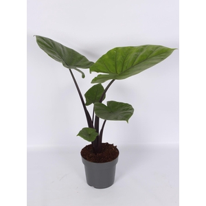 Alocasia Dark Star 17cm