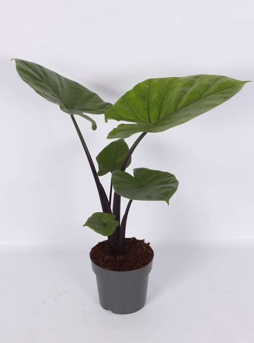 <h4>Alocasia Dark Star 17cm</h4>