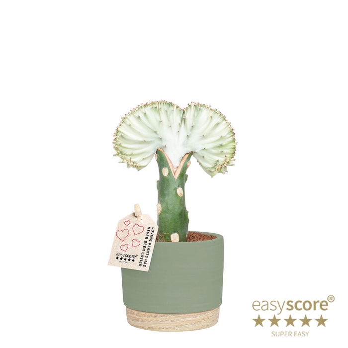 EUPHORBIA LACTEA P10 WOODB GREEN