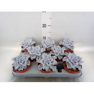 Echeveria ...