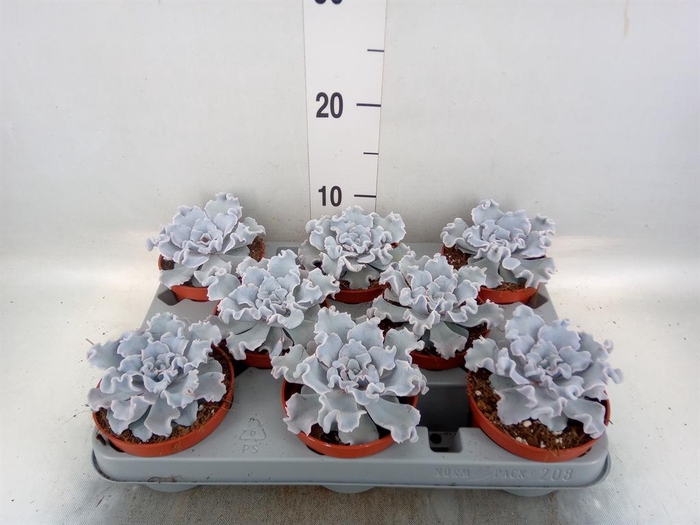 <h4>Echeveria   ...</h4>