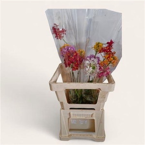 Epidendrum Mix
