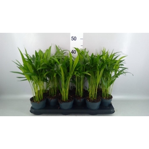 Dypsis lutescens   ...Chrysalidoca