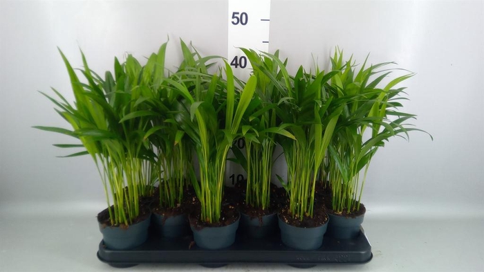 <h4>Dypsis lutescens   ...Chrysalidoca</h4>