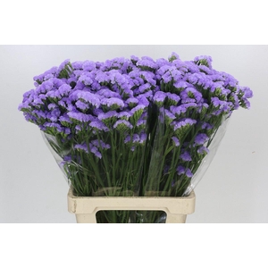Limonium Sinuatum Donau Birds