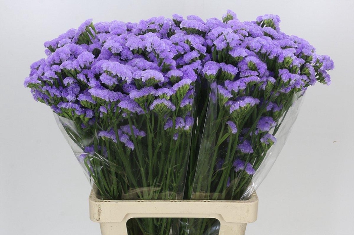 <h4>Limonium Sinuatum Donau Birds</h4>