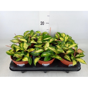 Hoya carnosa 'Tricolor'