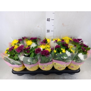 Chrysanthemum   ..mix/pot