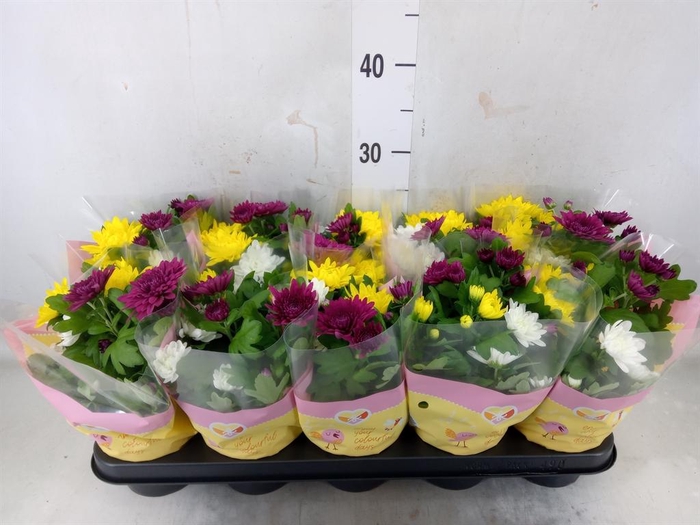 <h4>Chrysanthemum ..mix/pot</h4>