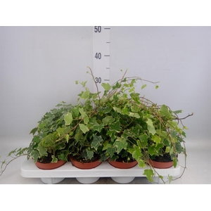 Hedera   ...variegated