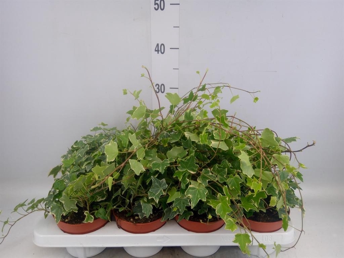 <h4>Hedera   ...variegated</h4>