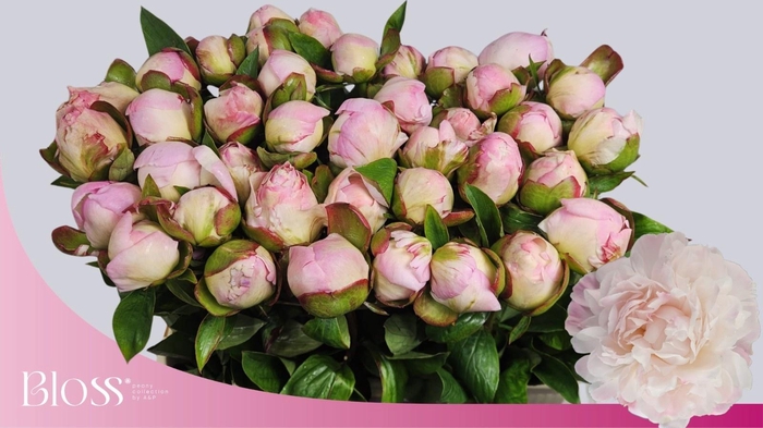 <h4>PAEO L GARDENIA</h4>