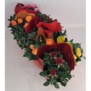 Potroos Mix P12 Dolc'Amore® Majestic