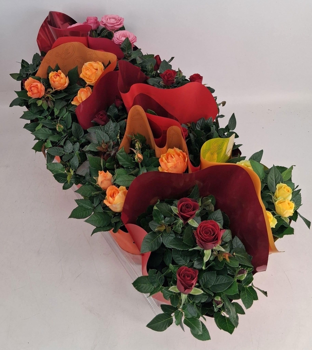 <h4>Potroos Mix P12 Dolc'Amore® Majestic</h4>