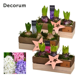 Hyacint Wooden Box HL11622 [PURE]