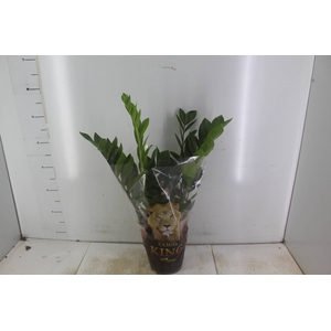ZAMIOCULCAS P17