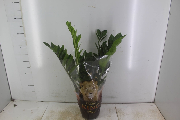 <h4>ZAMIOCULCAS P17</h4>