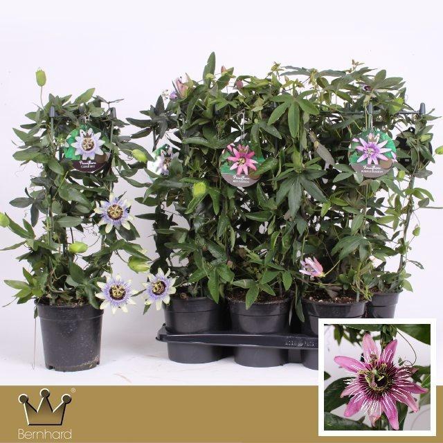 <h4>PASS CAERULEA</h4>