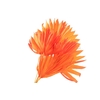 Palm Sun Orange