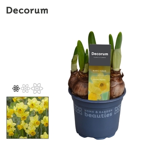 NARC OT CORN CHUCKLE