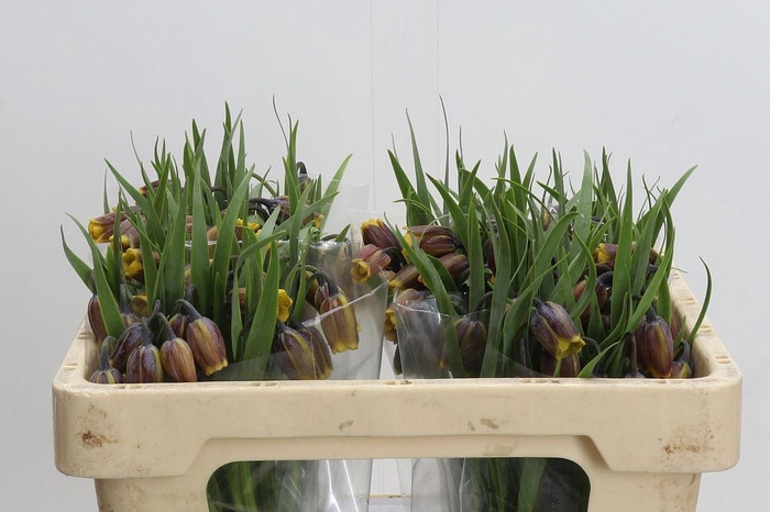 <h4>Fritillaria uva-vulpis</h4>