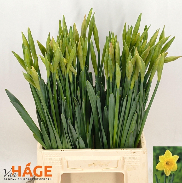 <h4>NARC G CARLTON</h4>