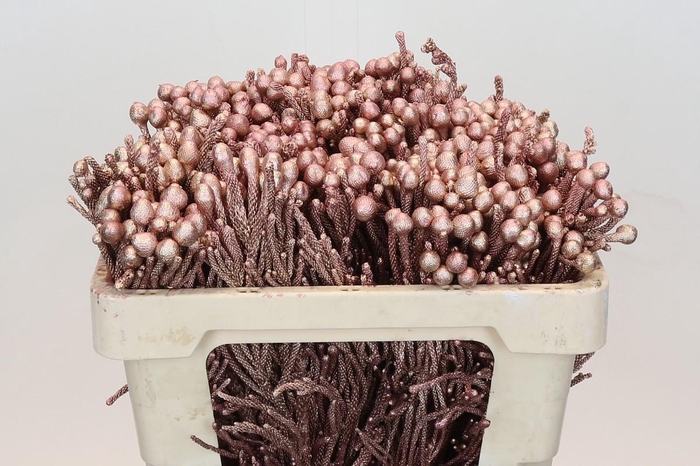 <h4>Kaaps Groen Silver Brunia Rose Gold</h4>