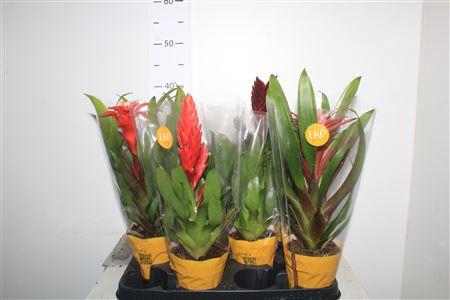 <h4>Bromelia Gem</h4>