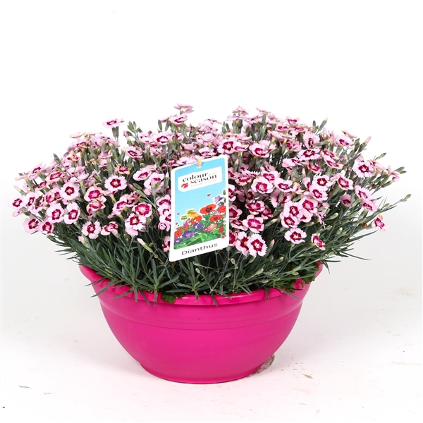 <h4>Dianthus Mountain Frost Ruby Snow P30</h4>